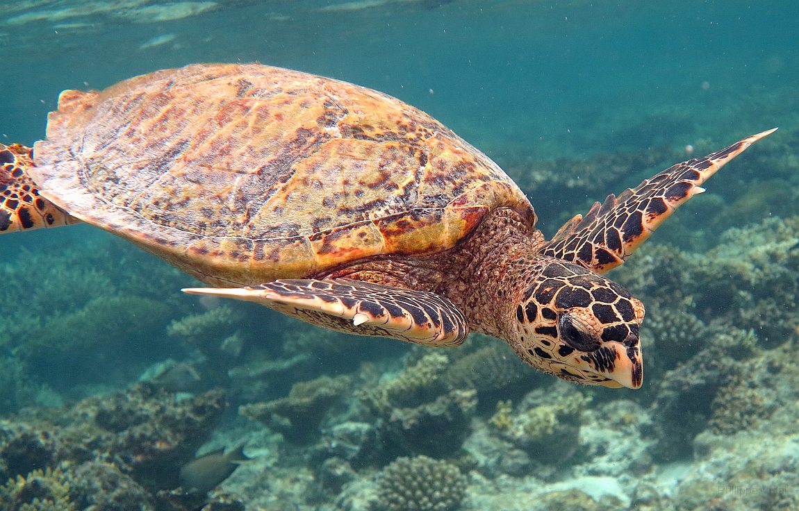 IMG_0911rf_Maldives_Madoogali_House reef _Tortue imbriquee.jpg